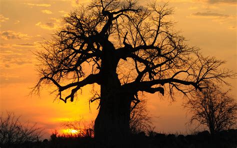 Sunset Baobab Tree In Tanzania X Wallpapers Com