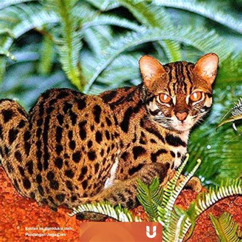 Prionailurus bengalensis borneoensis yang tersebar di kalimantan. Beli Kucing Hutan Kalimantan - 10 Daftar Harga Kucing ...