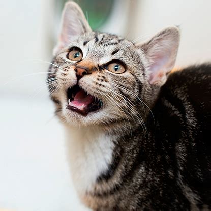 While feral cats don't pose any serious risks to following is a detailed account of feral cat behavior, with information on what to do when you encounter them and steps you can take if you feel. Meow! Blog | Cats Protection: "Does neutering stop ...