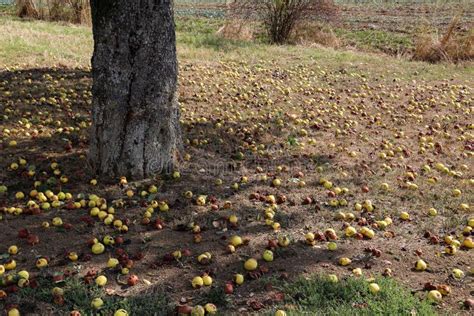 Falling Fruits Of Wild Pears And Apples Stock Photo Image Of Green