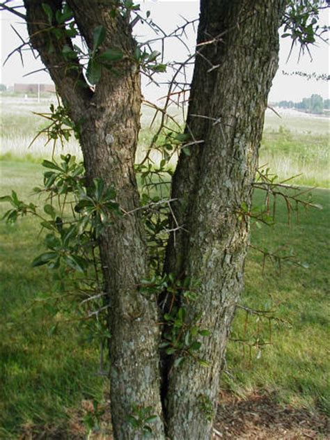 Jul 21, 2017 · hawthorn bark is gray, brown or red. Cockspur Hawthorn