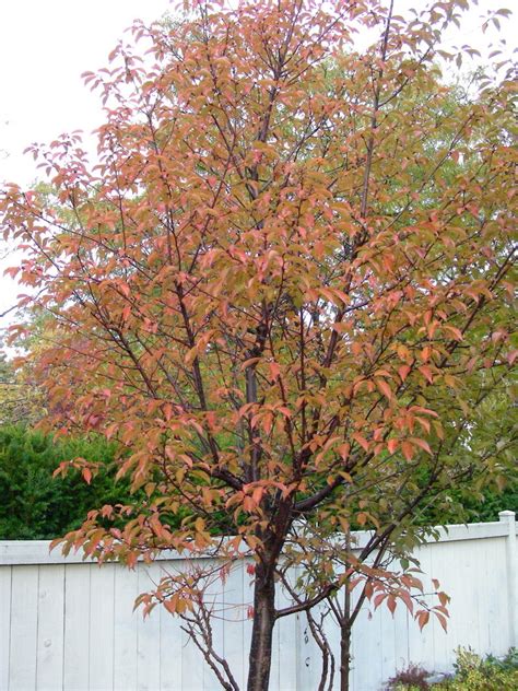 Last updated september 19, 2019. PlantFiles Pictures: Flowering Cherry 'Okame' (Prunus) by ...