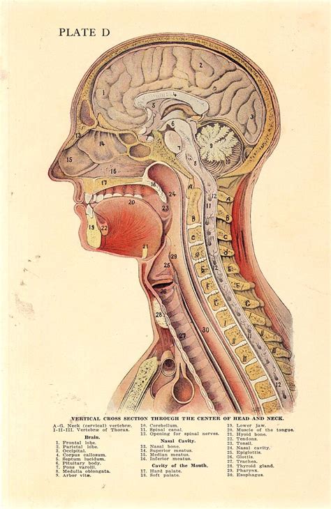 1920 Astonishing Cross Section Of The Human Head Anatomica Flickr