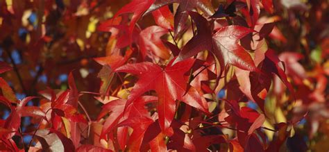 Free Photo Red Autumn Leaves Autumn Leaves Maple Free Download