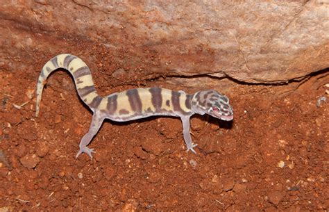 This i'm pretty sure is a western banded gecko, (coleonyx variegatus, family eublepharidae). Western Banded Gecko (Coleonyx variegatus) AKA Tucson ...