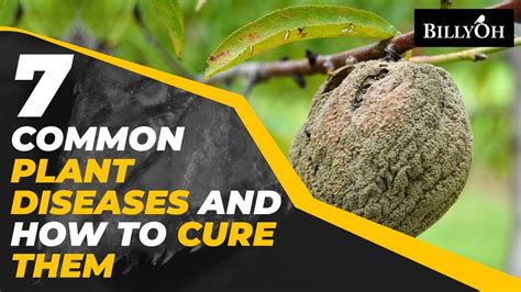 7 Common Plant Diseases And How To Cure Them Gardening Tips For