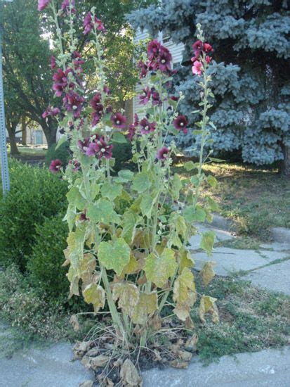 Autumn leaves print leaf varieties types of leaves seeds | etsy. Hollyhock rust (Puccinia malvacearum) | Garden, Garden ...