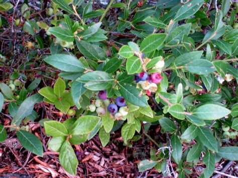 Send bushy blueberry plants as a gift across the uk. Foraging in the Wilderness: Wild Blueberry Cornbread « All In
