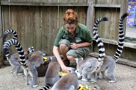 Paradise Zoo News How To Become A Zookeeper