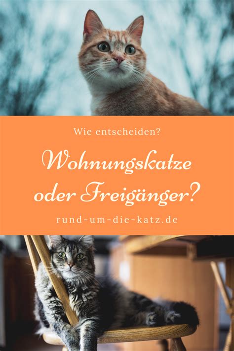 Denn das tier wechselt nicht nur sein trautes zuhause, sondern auch seine spielwiese außerhalb ihrer vier wände. Wohnungskatze oder Freigänger?? Entscheidungshilfe ...