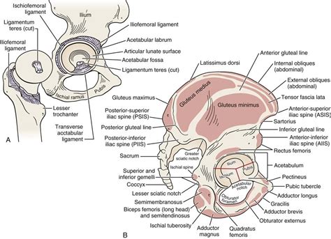 It also attaches on the deep fascia of the leg. Hip | Musculoskeletal Key