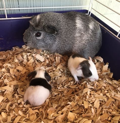 Guinea pigs bond easily with their pet parent(s) and will communicate through various sounds such as squeaks, chirps and purrs. Pet Pigs For Sale Near Me - Animal Friends