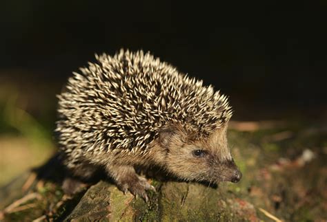 The canopy layer forms directly below the emergent layer. Cute Canopy Layer Animals - Homey Like Your Home