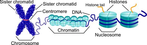 structure of chromosome chromatin and nucleosomes chromosome is made download scientific