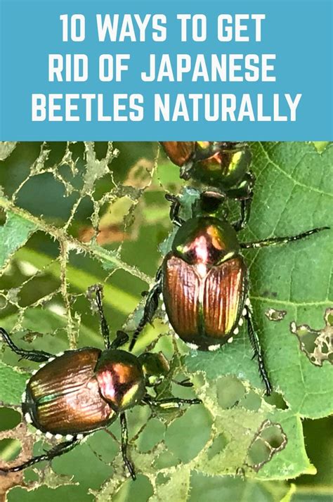 10 Ways To Get Rid Of Japanese Beetles Naturally Japanese Beetles