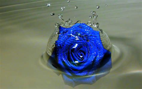 Red heart black background hd wallpaper. Blue Rose Wallpaper HD | PixelsTalk.Net