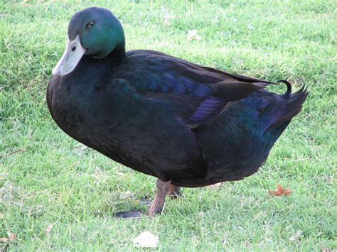 Metzer Farms Duck And Goose Blog Cayuga Ducks