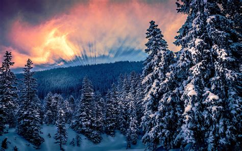 Snowy Forest 4k Wallpaper Photos Cantik