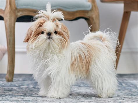 21 Cutest Small And Fluffy Dogs Pethelpful