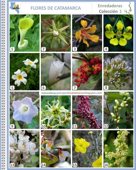 Como su nombre indica, esta planta mimetiza la forma de una piedra por instinto de supervivencia, ya que la finalidad de protegerse contra los animales. Fotos De Flores Y Sus Nombres