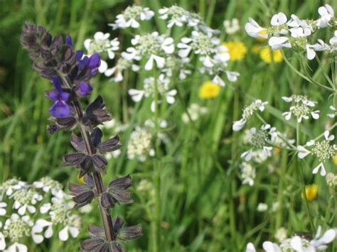 January as the coldest month of the year in italy, january is the perfect time to look for bargains on flights and accommodation. Plants for Italian Gardens - The Right Plant for an ...