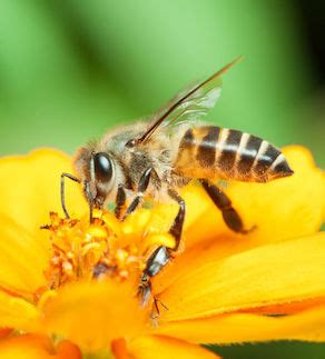 Alexandria va pest control for rodents, rats, mice, ants, roaches and more. What to Do About Bees | Alexandria Pest Services