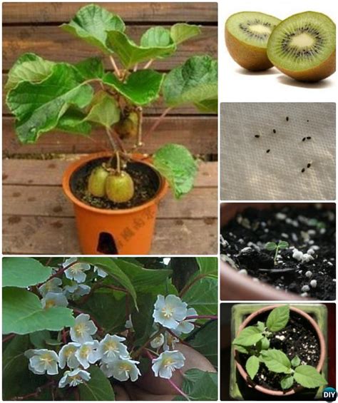 Tips To Regrow Fruit Trees From Seeds And Scraps Yourself