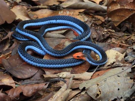 20 Amazing Blue Snakes In The World With Pictures