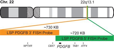 Pdgfb Break Apart Fish Probe Kit Cytotest