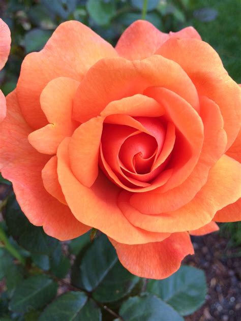 It is considered that if there is kaal sarp yog present in any horoscope , that person may have a tough life. Coral rose | Rose, Flowers, Plants