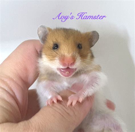 Satin Syrian Hamster Baby For Sale Adoption From Selangor Rawang
