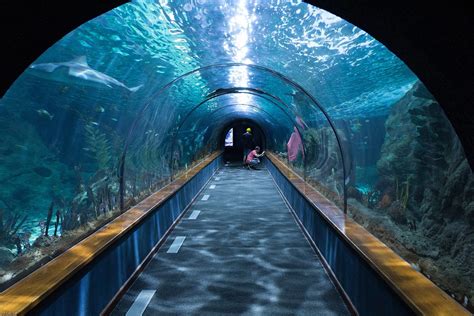 Shark Tunnel Aquarium Loropark Free Photo On Pixabay Pixabay