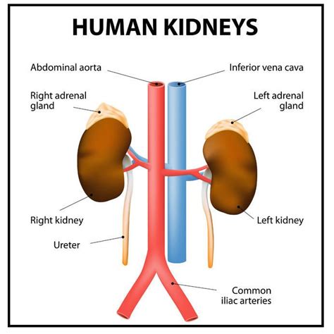 What Side Of The Body Is The Kidney On
