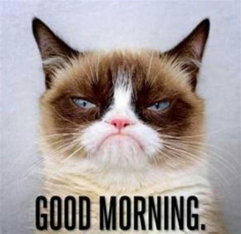 Grumpy Cat Looking Grumpy Lol Grump Cat Funny Grumpy Cat Memes