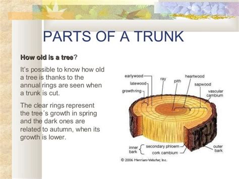 How can i tell if a kitten has been rejected by its mother? PARTS OF A TRUNK How old is a tree? tree It's possible to ...