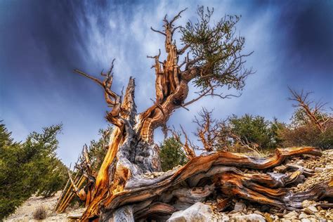 Ancient Bristlecone Pine Forest Near Bishop Ca Information About