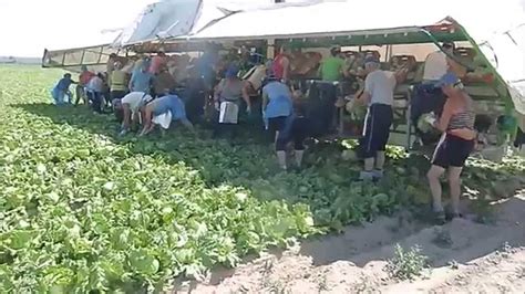 Common questions about growing lettuce. ZeMa Harvesting Iceberg - YouTube