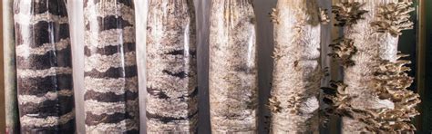 But, one of the most commonly used is the sawdust substrate. Growing Mushrooms In Coffee Grounds