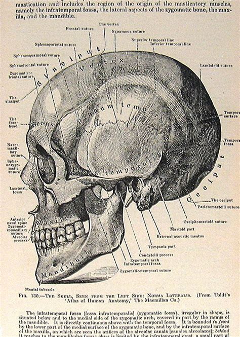 Pin By Cat Cho On Skull Human Anatomy Art Anatomy Art Medical Drawings