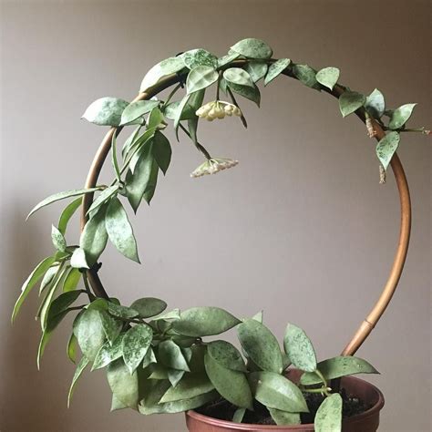 Aiming To Achieve The Indoor Jungle Look Vining Plants Are The Way To