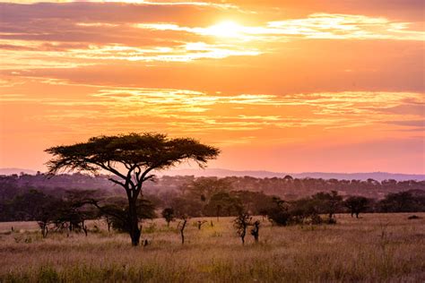 Sunset In Savannah Of Africa With Acacia Trees Safari In