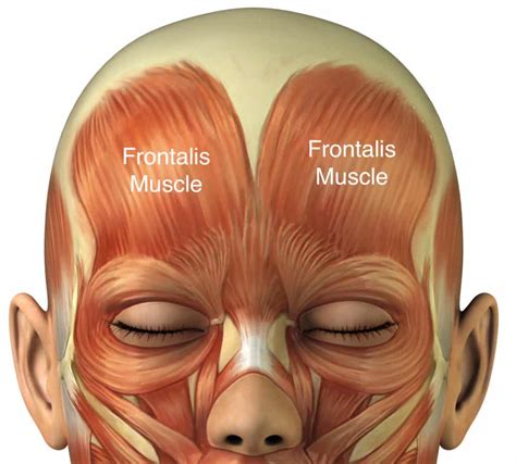 Understanding The Forehead Muscles Facial Plastic Surgery Institute