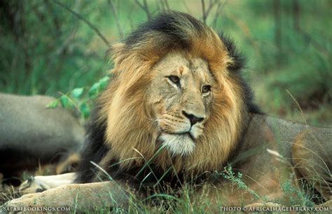 South Africa Wildlife Photos - Award winning images ...
