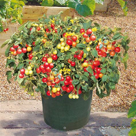 Tumbler Tomato Seeds Seeds For Africa