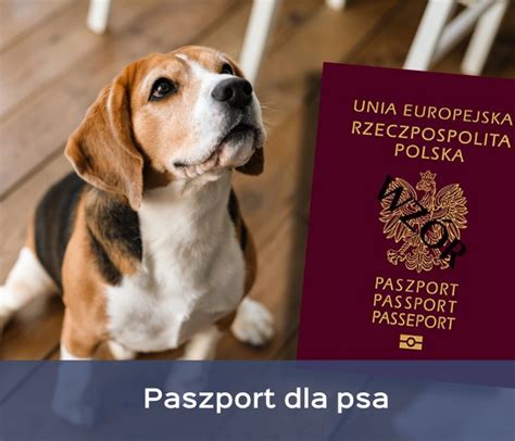 Czym Jest Paszport Dla Psa I Jak Go Wyrobi Potrzebne Informacje