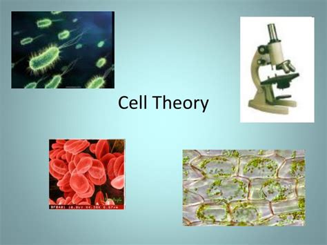 Ppt Cell Theory Powerpoint Presentation Free Download Id2684385