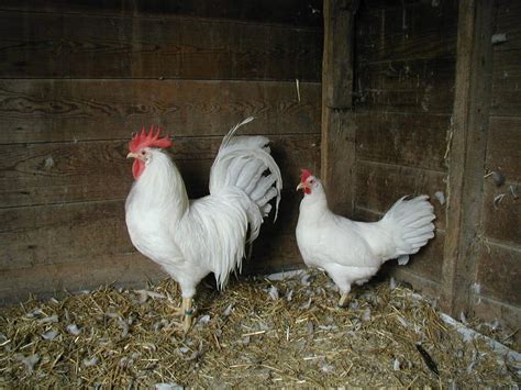 Check spelling or type a new query. pearl white leghorns - one of the breeds we are going to ...