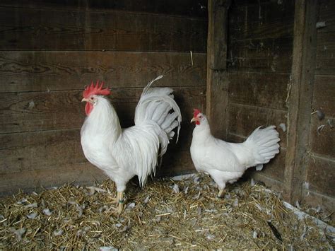 The white wyandotte breed of chickens has neither the allele for color nor the inhibitor of color; pearl white leghorns - one of the breeds we are going to ...