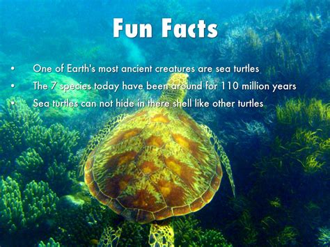 Fun Facts About Hawksbill Sea Turtles