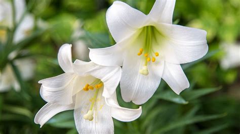 How To Grow And Care For Easter Lilies To Enjoy Their Gorgeous Blooms